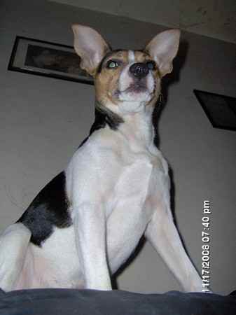 Charles Barkley the Toy Fox Terrier