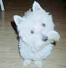 Luigi the West Highland White Terrier