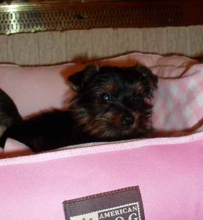 Princess Isabella the Yorkshire Terrier