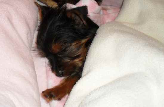 Princess Isabella the Yorkshire Terrier