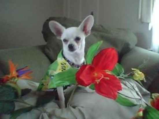 Romeo the Chihuahua