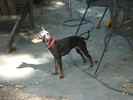 Perfect Joy the Manchester Terrier