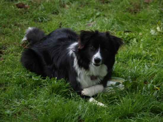 Ruby the Border Collie