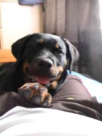 sophie the Rottweiler
