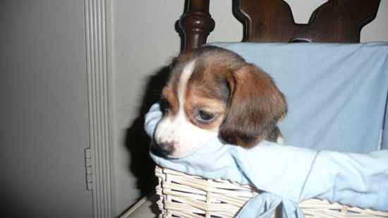 Missy the Beagle