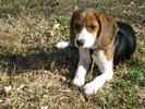 Missy the Beagle