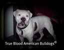 Sunnyboy the American Bulldog
