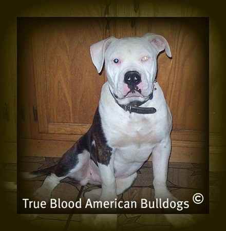 Kreeper the American Bulldog