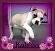 Kahlua the American Bulldog