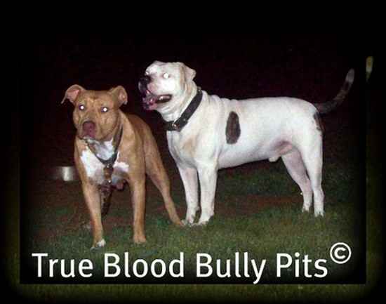 Diamond the American Pit Bull Terrier