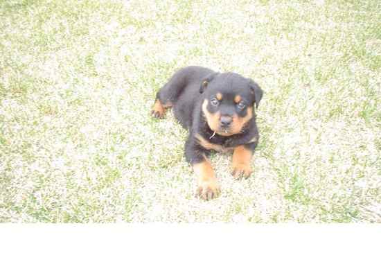 Chief the Rottweiler