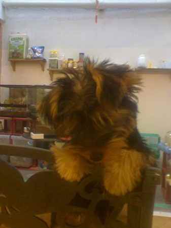 Rocky the Silky Terrier