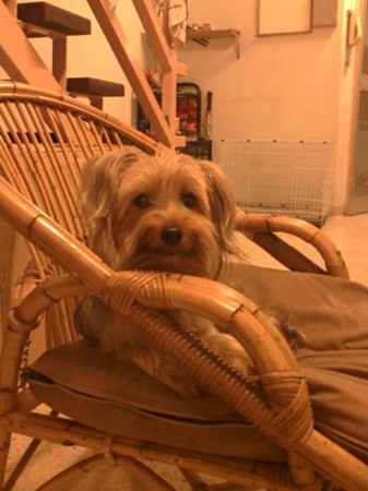 Rocky the Silky Terrier