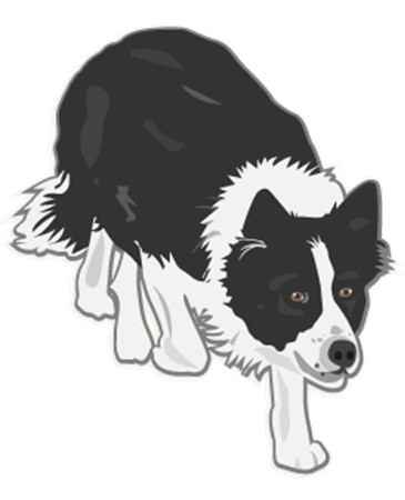 Amy the Border Collie