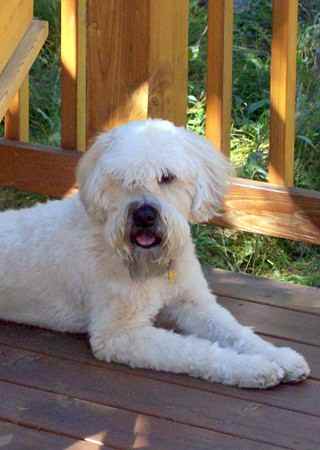 Kaylee the Soft Coated Wheaten Terrier