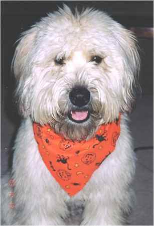 Kaylee the Soft Coated Wheaten Terrier