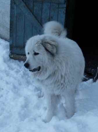 Iorwerth the Great Pyrenees
