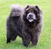 Genevere the Chow Chow