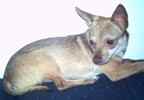 Bindy-Sue the Chihuahua