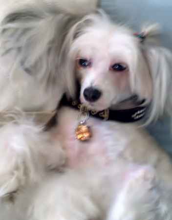 Madonna  Carey the Chinese Crested