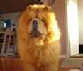 Lion the Chow Chow