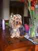 LolaBelle Schiller the Yorkshire Terrier