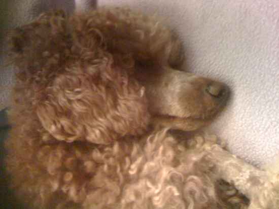 Scarlett the Poodle