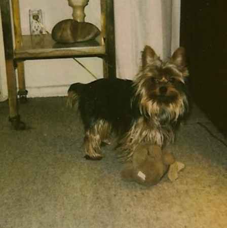 Lucky the Yorkshire Terrier