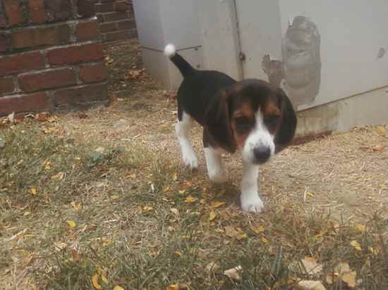 Riley the Beagle
