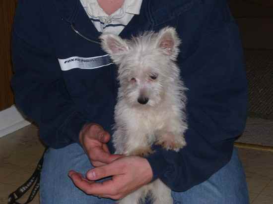 Emma the West Highland White Terrier