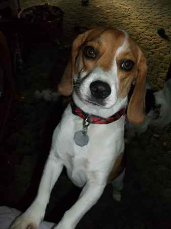 Chancey Ann the Beagle