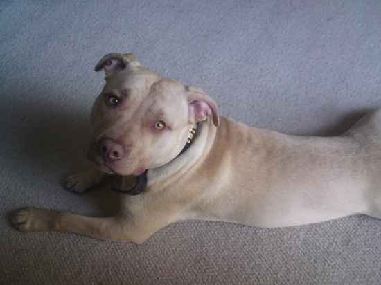 Rocky the American Pit Bull Terrier