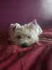 macie the West Highland White Terrier