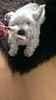 macie the West Highland White Terrier