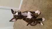 Name:    	Arya
Breed: 	Miniature Bull Terrier
Gender:	Female
Born:  	6/13/2015
From:  	Jacksonville, FL (US)
Posted:	1/18/2016
Rating:	--