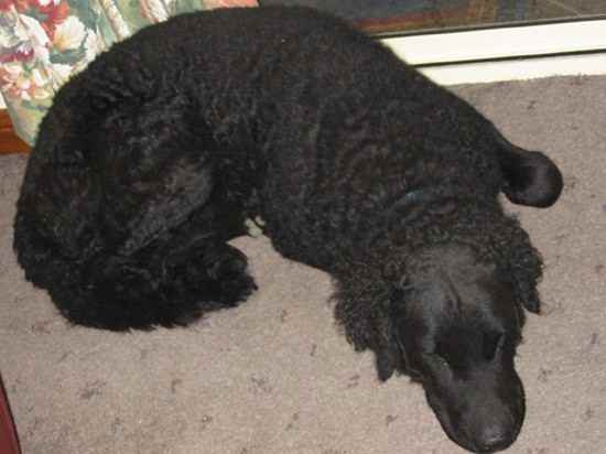 Wally the Curly-Coated Retriever