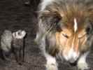Jaxon the Shetland Sheepdog